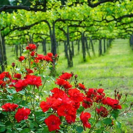 Cuore Alloro Apartament *